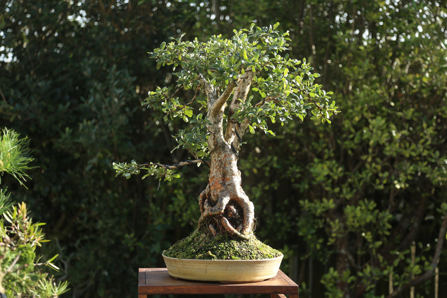 Large Small-leaf Feijoa Bonsai