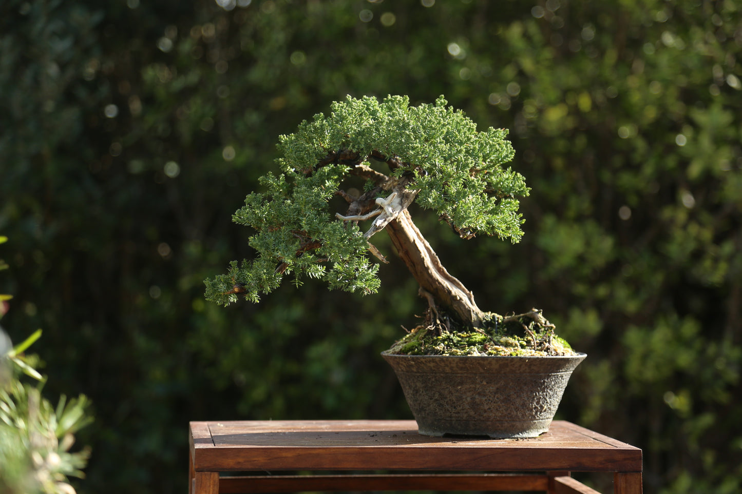 Old Juniper bonsai (LJ003)