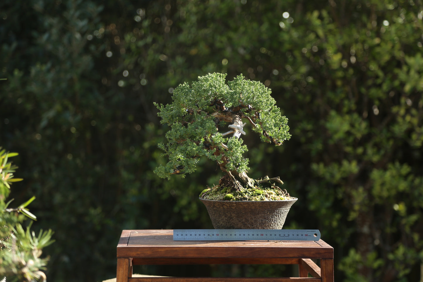 Old Juniper bonsai (LJ003)