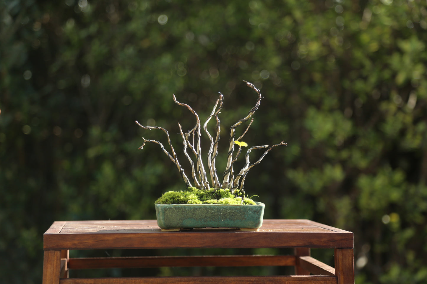 Oak forest/clump