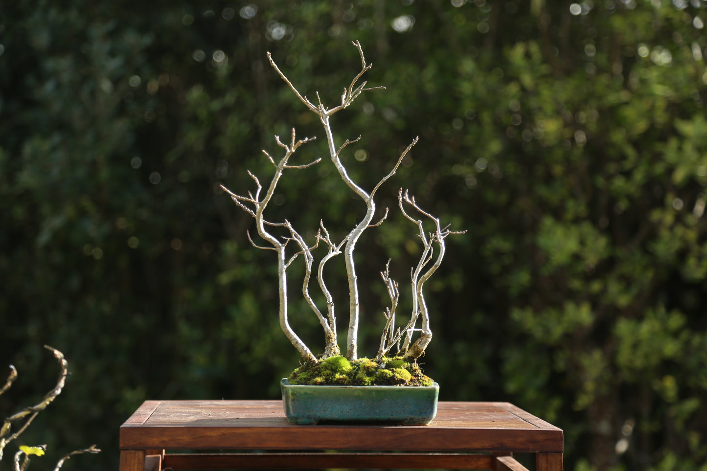 Oak forest/clump 002
