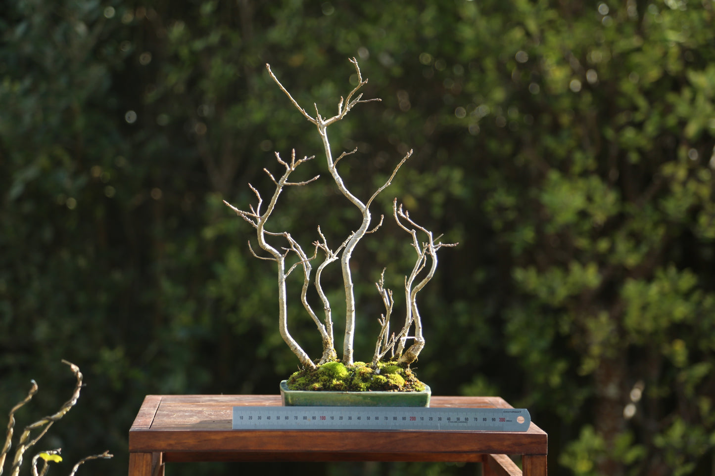 Oak forest/clump 002
