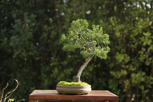 Juniper Bonsai in NZ Ceramic(JB03)