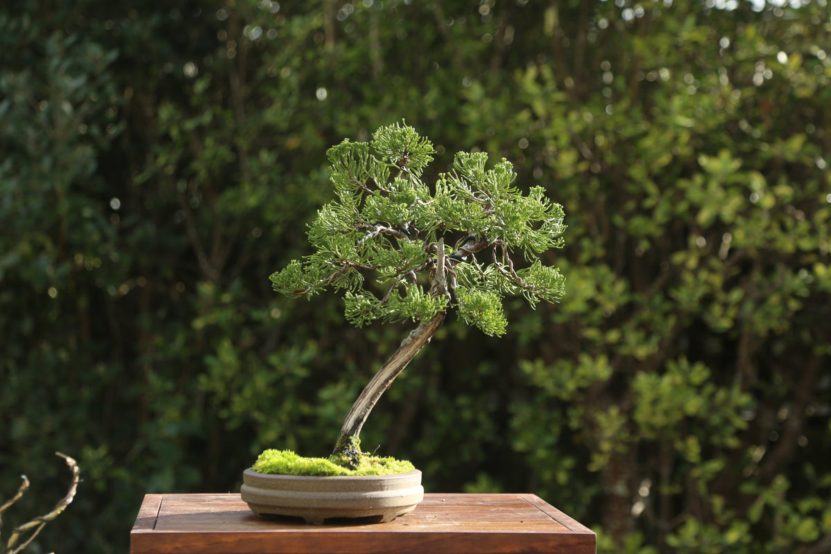 Juniper Bonsai in NZ Ceramic(JB03)