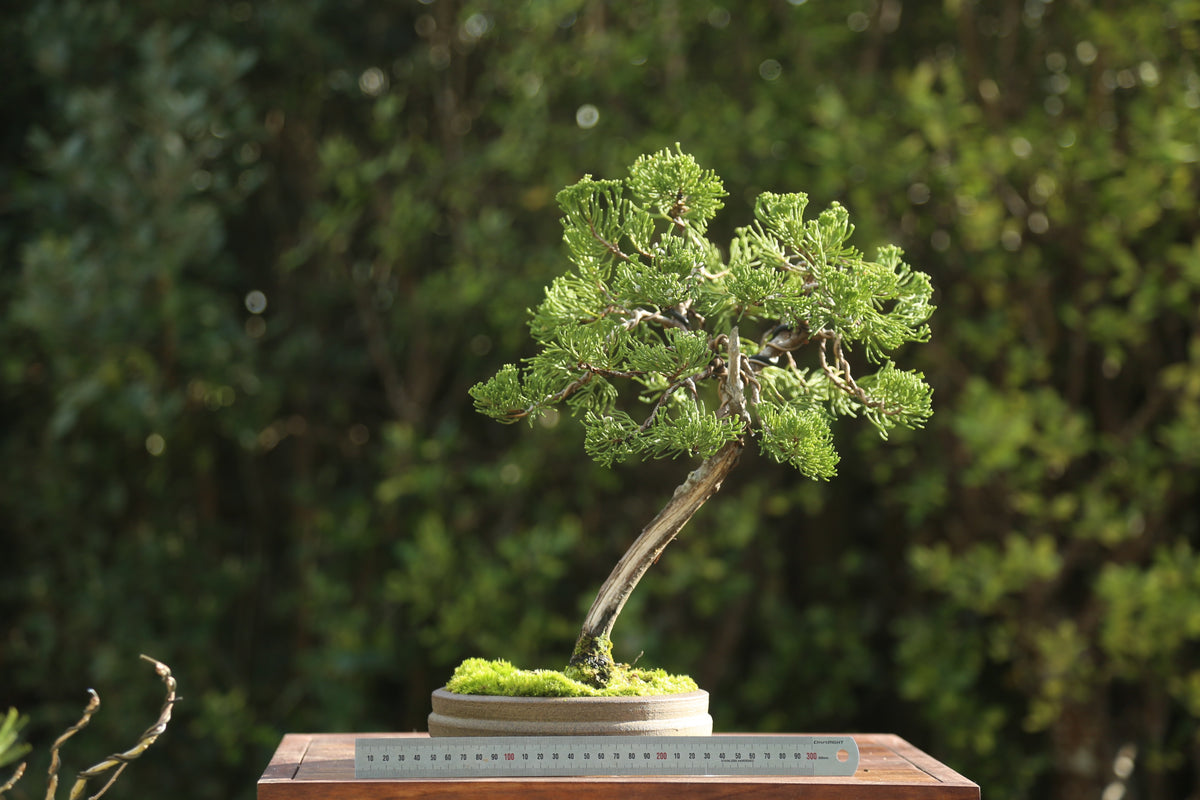Juniper Bonsai in NZ Ceramic(JB03)