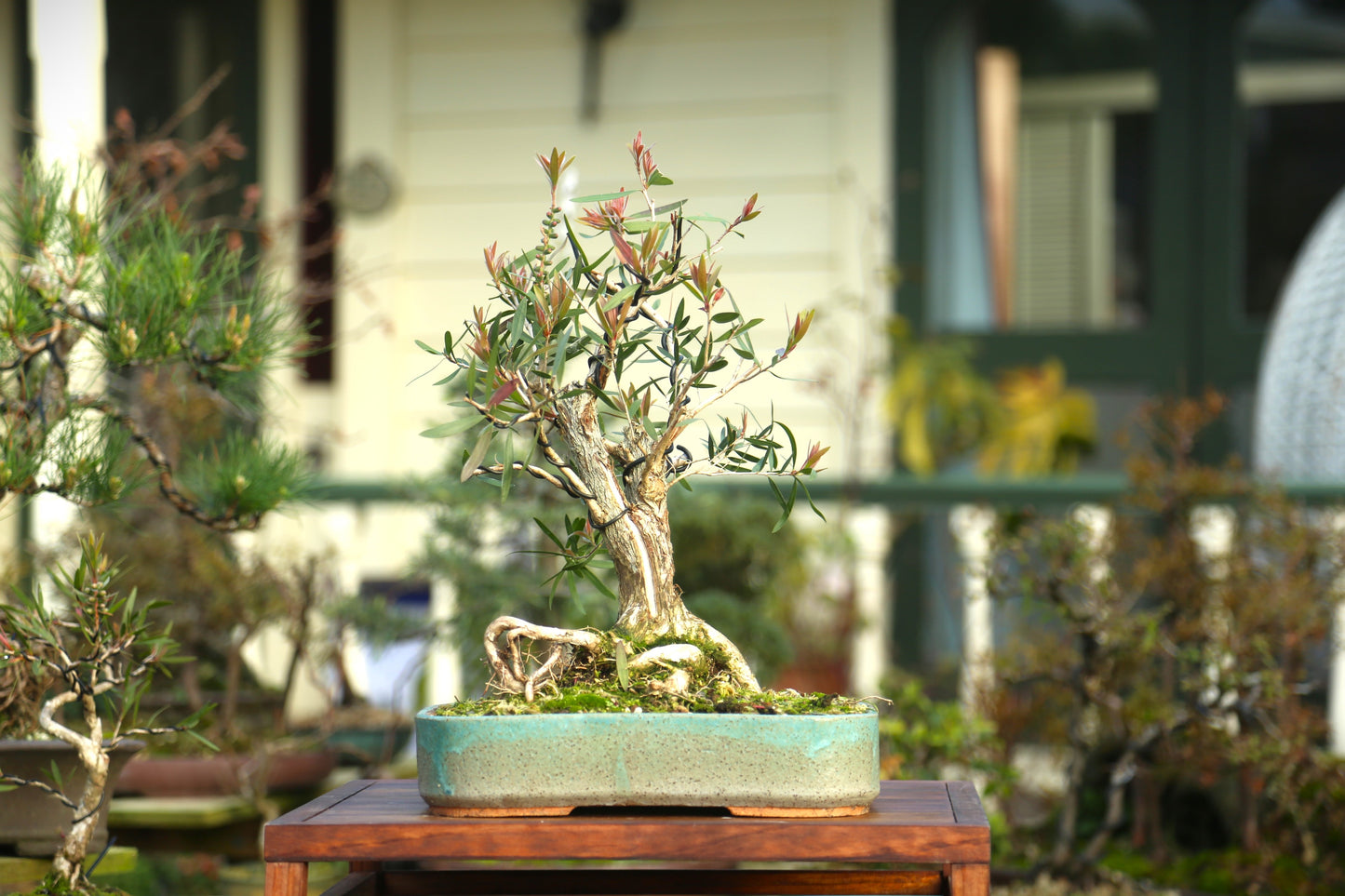 Bottlebrush Bonsai in NZ Ceramic (BB006)