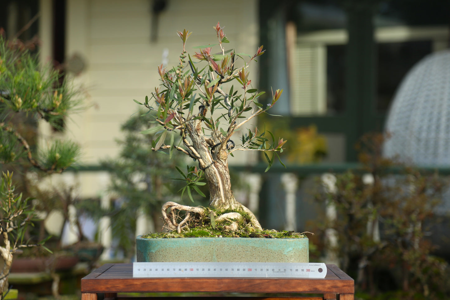 Bottlebrush Bonsai in NZ Ceramic (BB006)