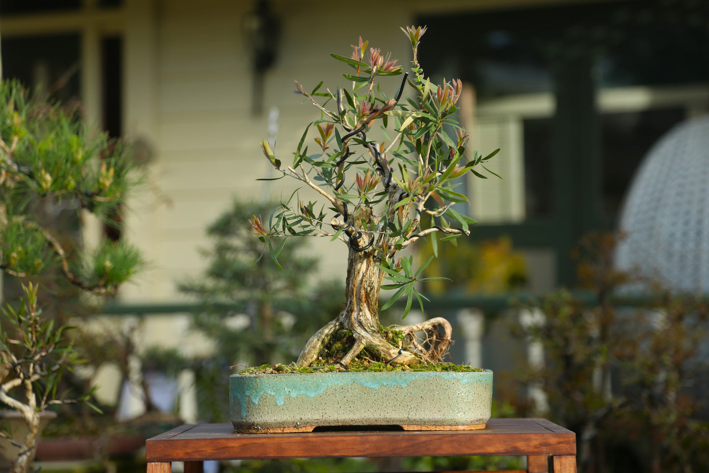 Bottlebrush Bonsai in NZ Ceramic (BB006)