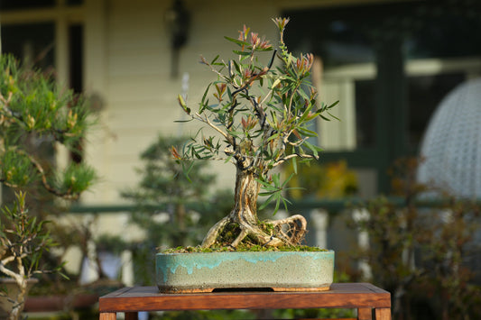 Bottlebrush Bonsai in NZ Ceramic (BB006)