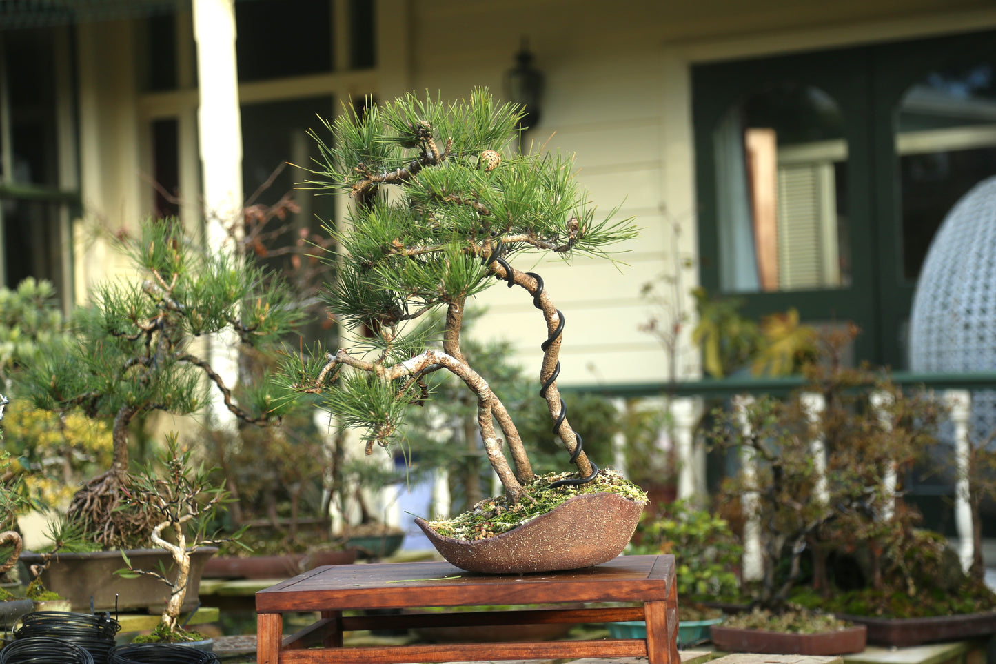 Japanese Black Pine Clump (LP008)