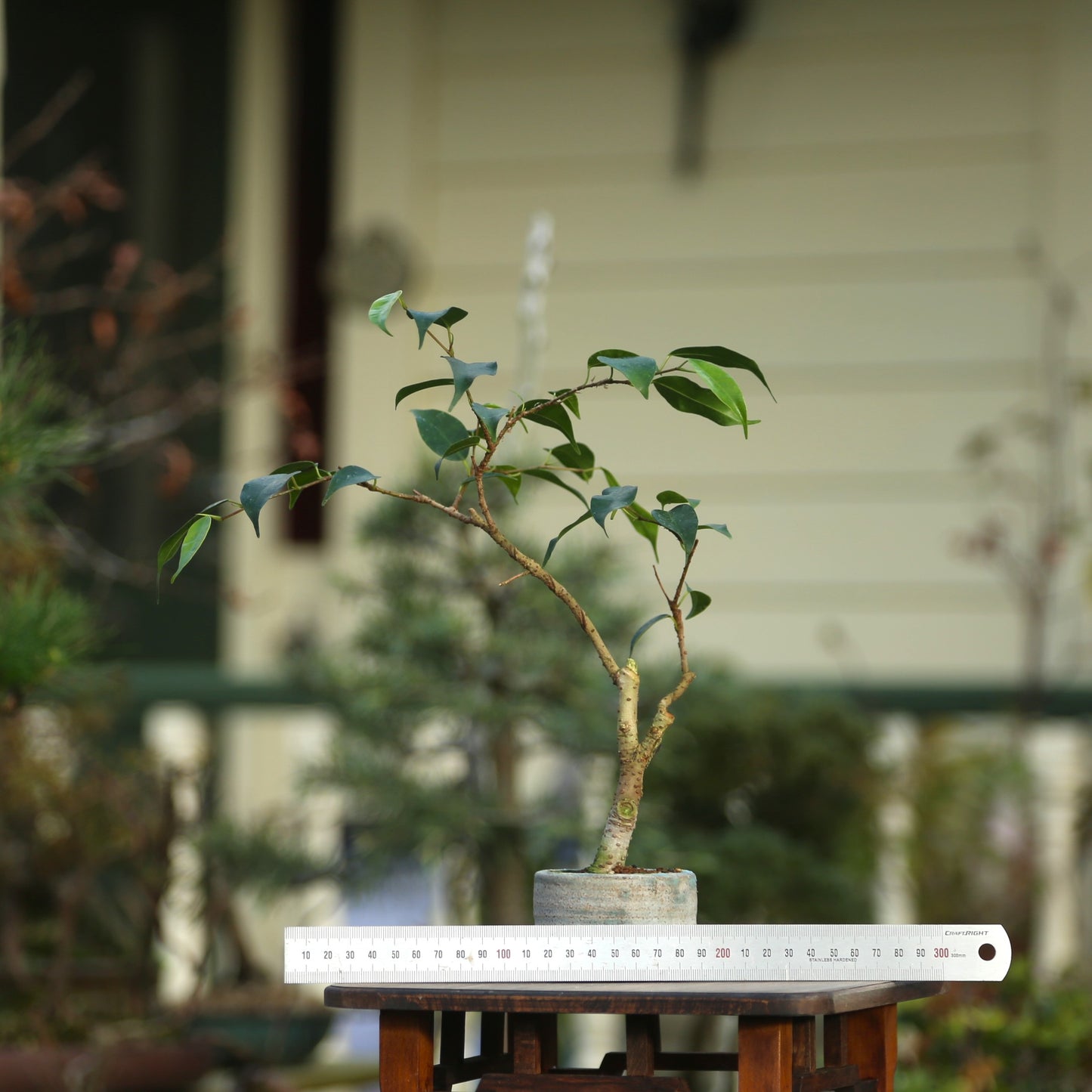 Small Ficus in NZ made ceramic (LF008)
