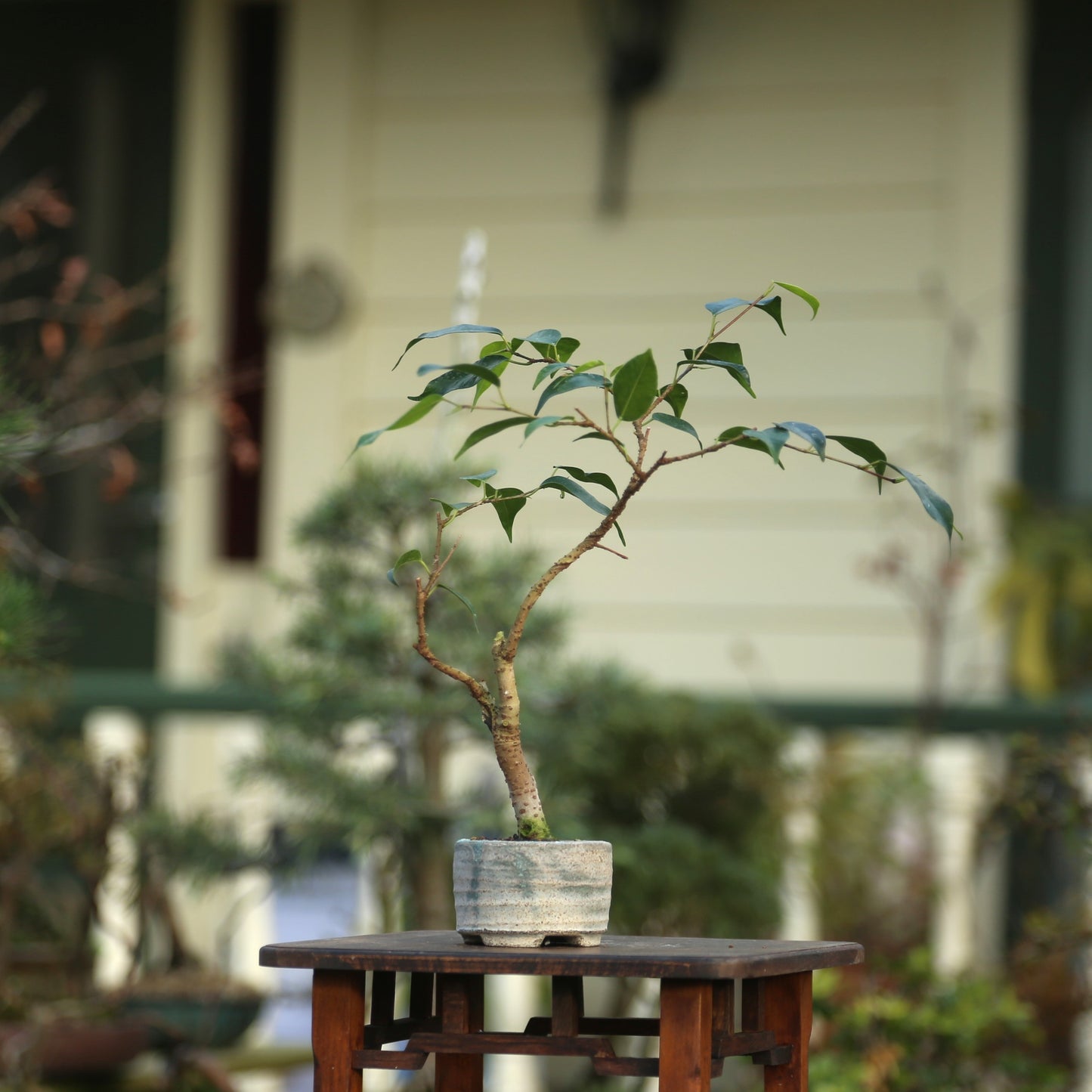 Small Ficus in NZ made ceramic (LF008)