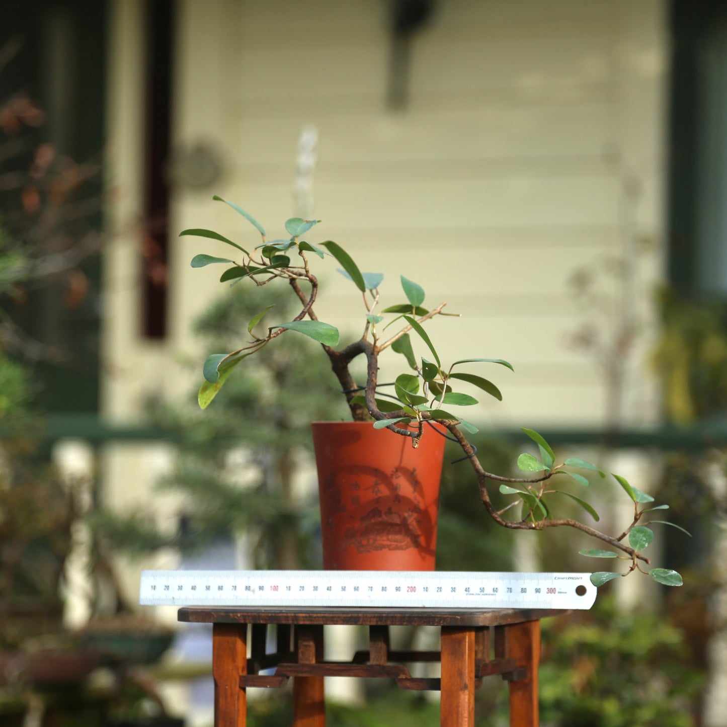 Cascading Ficus indoor bonsai (F009)