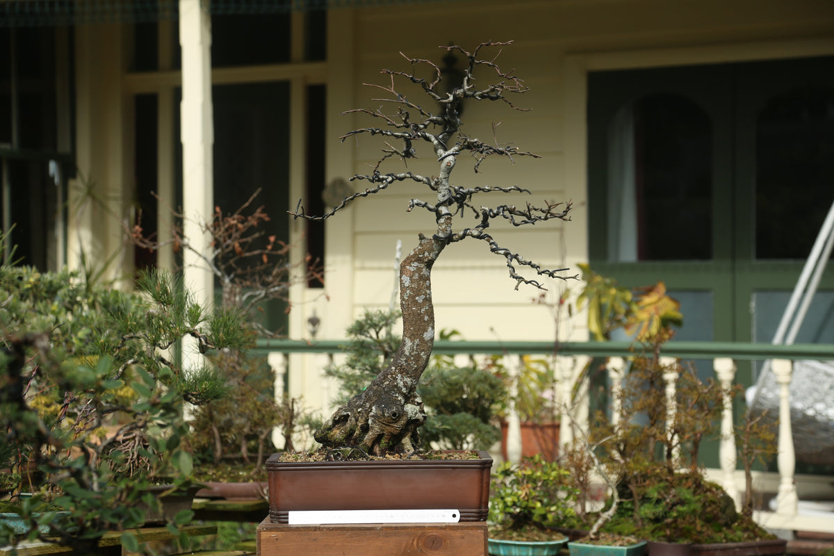Very large Oak Bonsai