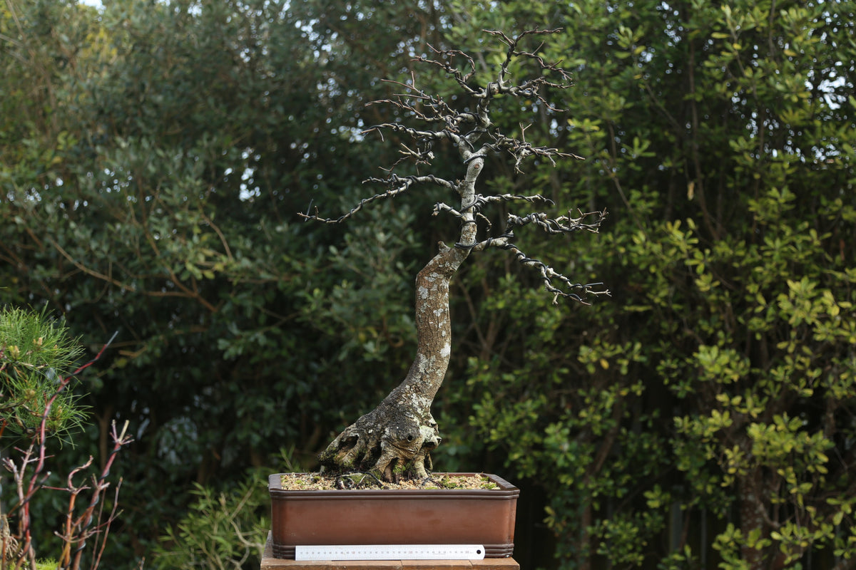 Very large Oak Bonsai