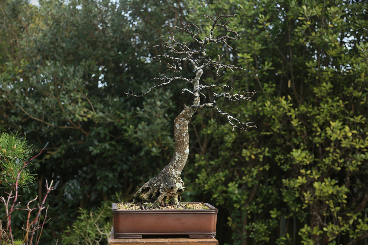 Very large Oak Bonsai