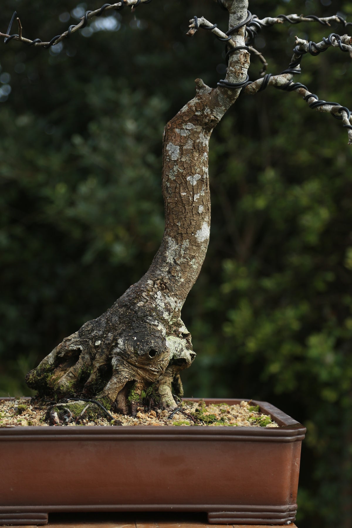 Very large Oak Bonsai