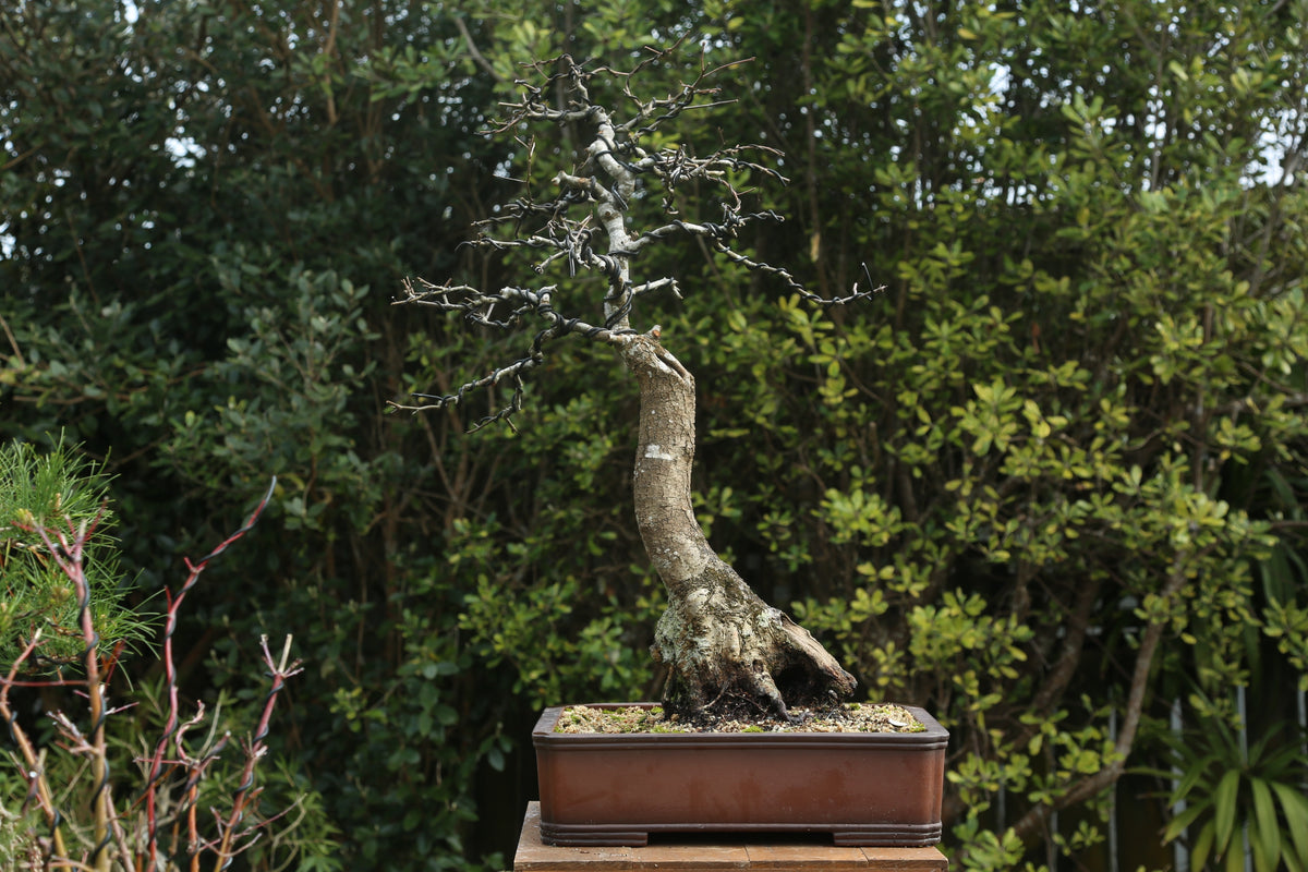 Very large Oak Bonsai