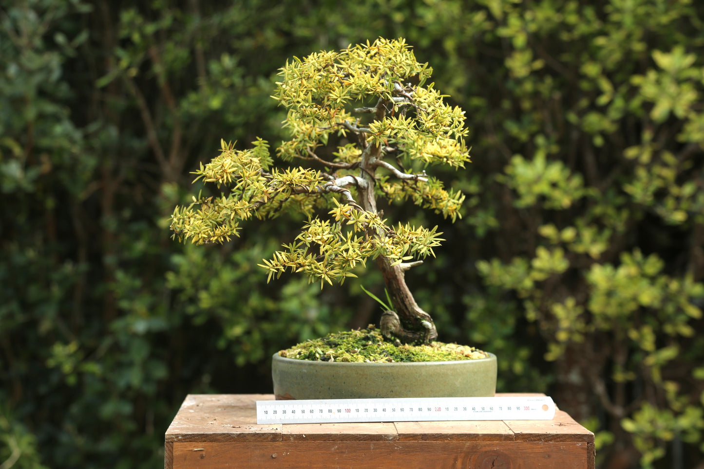 Golden Tōtara Bonsai