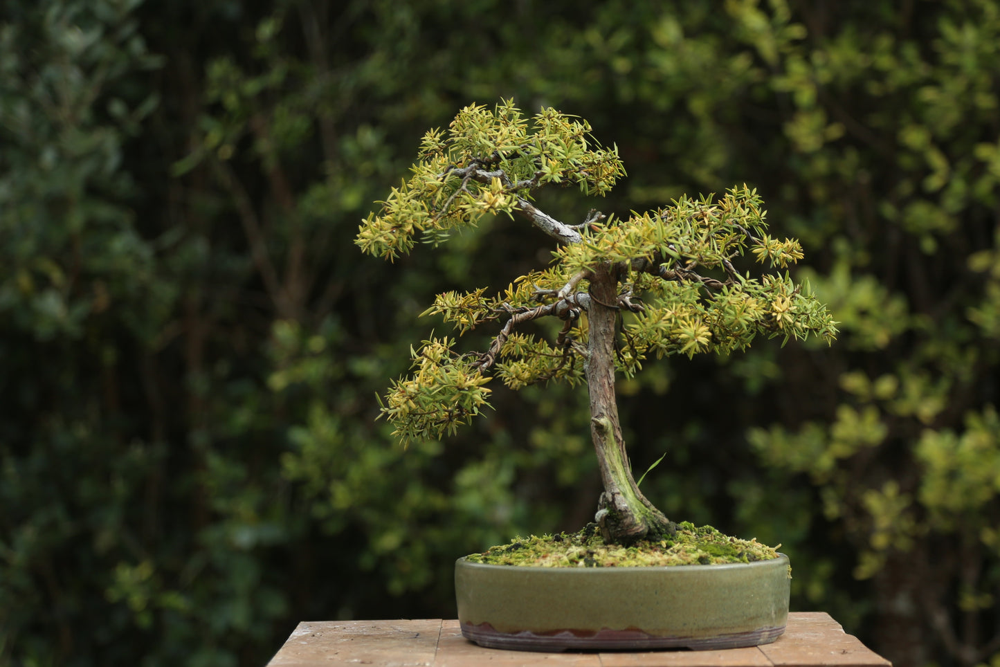 Golden Tōtara Bonsai