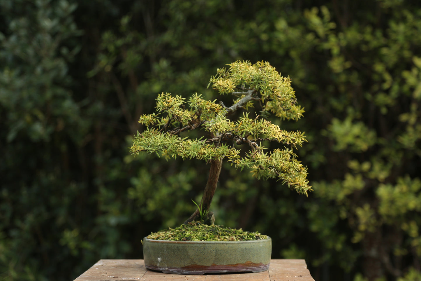 Golden Tōtara Bonsai