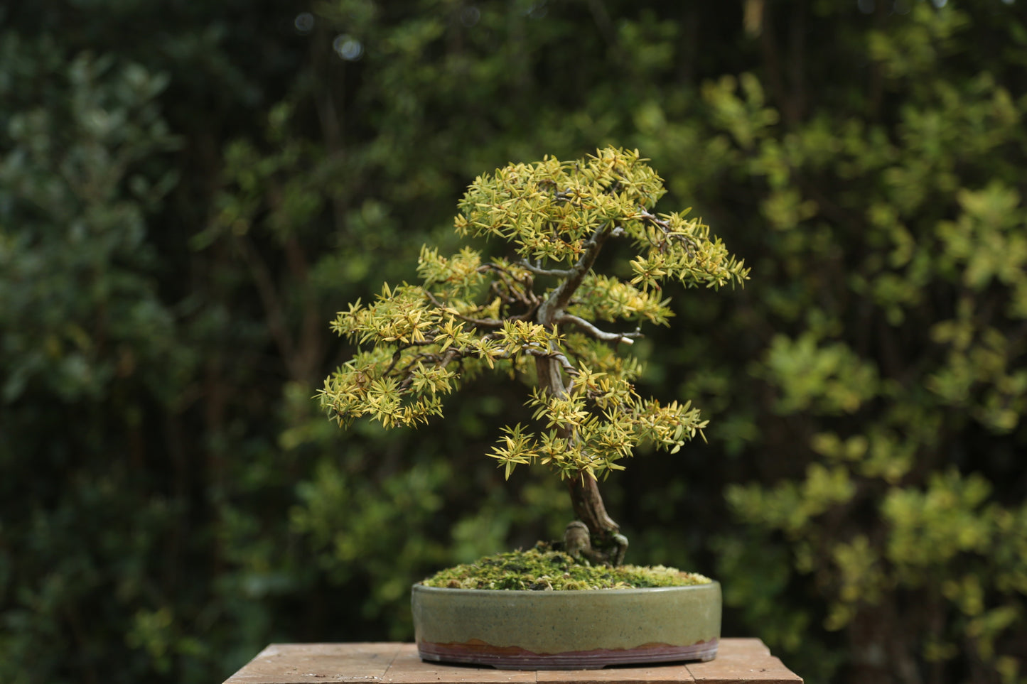 Golden Tōtara Bonsai