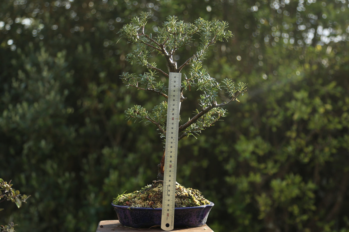 Blue Tōtara Bonsai
