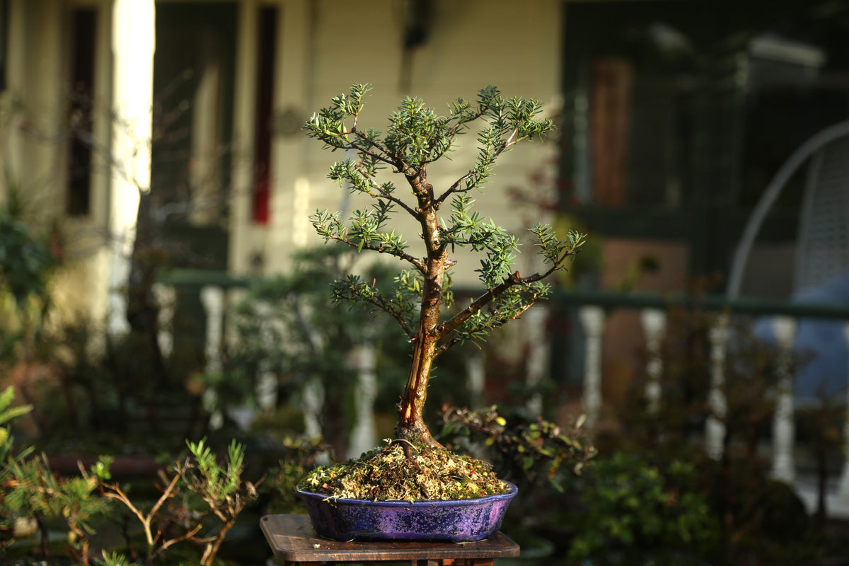 Blue Tōtara Bonsai