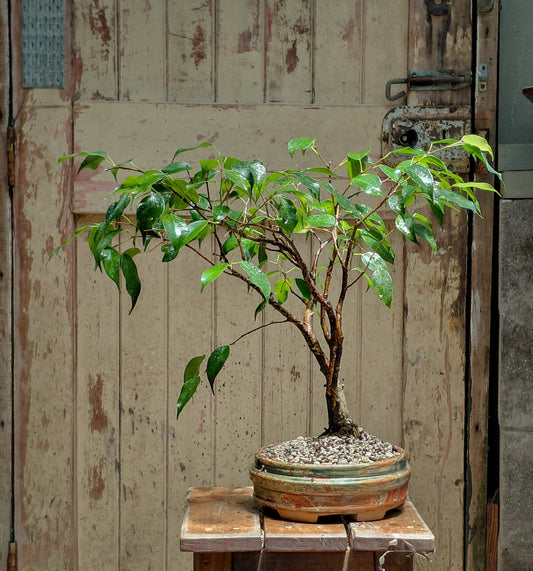 Large Ficus in NZ made ceramic (LF007)