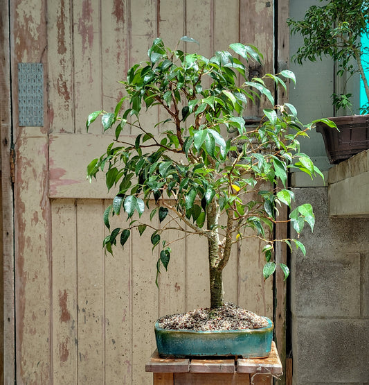 Large Ficus in NZ made ceramic (LF008)